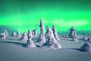 Spruce Tree Prints: Souce trees covered in snowand ice with Northern Lights