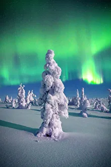 Spruce Tree Prints: Souce trees covered in snowand ice with Northern Lights