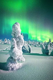 Fir Tree Prints: Souce trees covered in snowand ice with Northern Lights