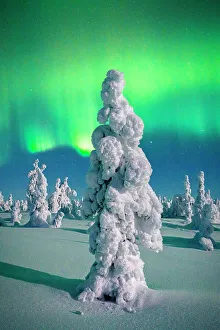 Spruce Tree Prints: Souce trees covered in snowand ice with Northern Lights