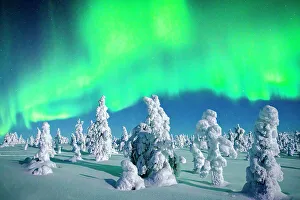 Environment Prints: Souce trees covered in snowand ice with Northern Lights