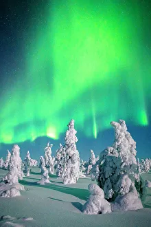 Aurora Borealis Prints: Souce trees covered in snowand ice with Northern Lights