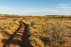 Images Dated 25th January 2017: South africa, Kalahari Transfrontier Park. Road in the Park