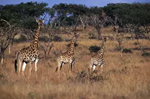 Wildlife Reserve Prints: South Africa, KwaZulu Natal, Spioenkop Game Reserve
