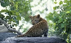 Big Cat Gallery: South Africa, Sabi Sands Game Reserve