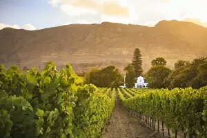Vineyards Collection: South Africa, Western Cape, Constantia, Buitenverwachting Wine Farm
