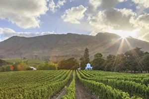 South Africa Gallery: South Africa, Western Cape, Constantia, Buitenverwachting Wine Farm