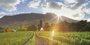 South Africa, Western Cape, Constantia, Buitenverwachting Wine Farm