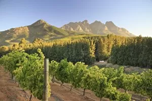 Images Dated 23rd February 2016: South Africa, Western Cape, Paarl, Doolhof Wine Estate