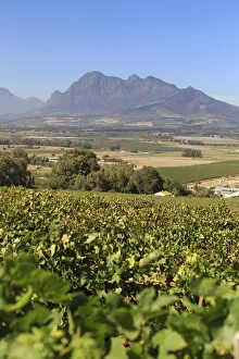 South Africa, Western Cape, Paarl, Fairview Wine Estate