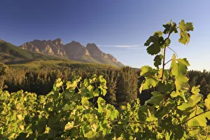 South Africa, Western Cape, Paarl, Doolhof Wine Estate