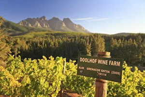 Images Dated 6th July 2016: South Africa, Western Cape, Paarl, Doolhof Wine Estate