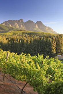 Wine Estates Prints: South Africa, Western Cape, Paarl, Doolhof Wine Estate