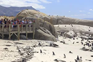 South Africa, Western Cape, Simons Town, Boulders Beach African South Africa, Western Cape, Simons Town, Boulders Beach African