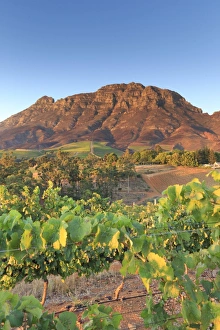 South Africa, Western Cape, Stellenbosch, Tokara Wine Estate