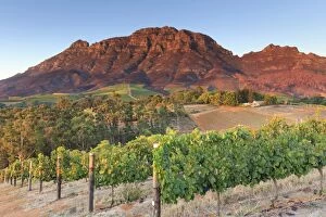 Images Dated 25th February 2016: South Africa, Western Cape, Stellenbosch, Tokara Wine Estate