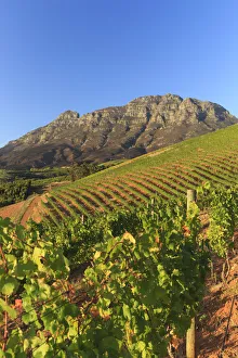 South Africa, Western Cape, Stellenbosch, Tokara Wine Estate