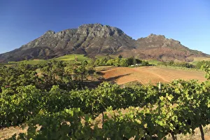 South Africa, Western Cape, Stellenbosch, Tokara Wine Estate