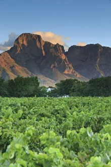 Images Dated 6th July 2016: South Africa, Western Cape, Stellenbosch, Boschendal Estate