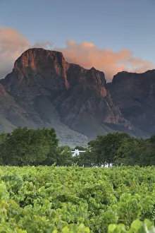 South Africa, Western Cape, Stellenbosch, Boschendal Estate