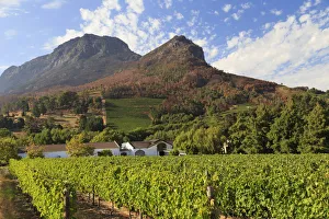 South Africa, Western Cape, Stellenbosch, Zorgvliet Wine Estate
