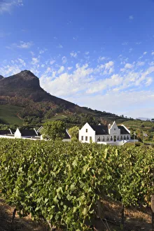 South Africa, Western Cape, Stellenbosch, Zorgvliet Wine Estate