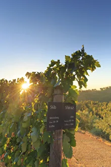 Images Dated 6th July 2016: South Africa, Western Cape, Stellenbosch, Tokara Wine Estate