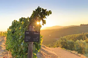 Images Dated 6th July 2016: South Africa, Western Cape, Stellenbosch, Tokara Wine Estate