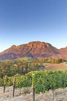 Images Dated 6th July 2016: South Africa, Western Cape, Stellenbosch, Tokara Wine Estate