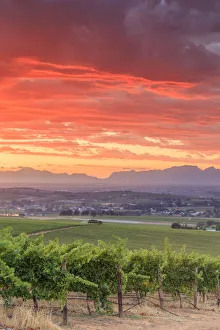 Images Dated 6th July 2016: South Africa, Western Cape, Stellenbosch, Hidden Valley Wine Estate