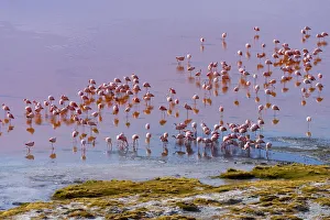 South America, Andes, Altiplano, Bolivia, Red Lagoon with Flamingos ( Laguna Colorada)