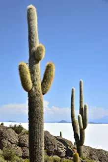 South America, Andes, Altiplano, Bolivia, Salar de Uyuni, Isla Incahuasi