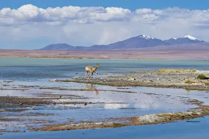 South America, Andes, Altiplano, Bolivia, Termas de Polques, Vicugna vicugna
