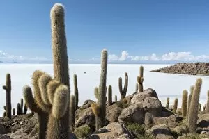 Images Dated 12th April 2017: South America, Andes, Altiplano, Bolivia, Salar de Uyuni, Isla Incahuasi