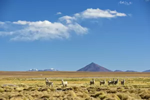 Images Dated 11th May 2017: South America, Andes, Altiplano, Bolivia, Llamas on Villamar Mallcu