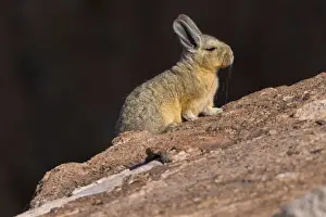 South America, Andes, Altiplano, Bolivia, Viscacha