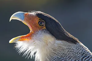 South America, Andes, Patagonia, Argentina, A Northern Crested Caracara (Caracara