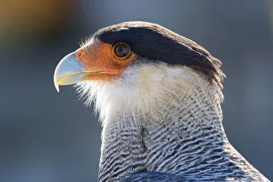 South America, Andes, Patagonia, Argentina, A Northern Crested Caracara (Caracara