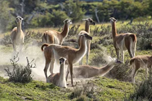 South America, Andes, Patagonia, Torres del Paine, UNESCO World Heritage, National Park