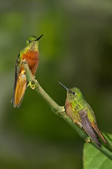 Peru Collection: South America, Andes, Peru, Tambomachay, Cusco Province, Hummingbirds in cloud forest