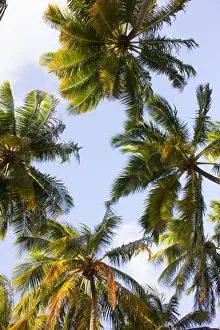 South America, Brazil, Alagoas, Praia do Patacho, coconut palms