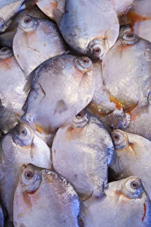 South America, Brazil, Amazon, Amazonas, Manaus, Amazon river fish for sale in the market