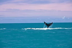 Images Dated 11th September 2012: South America, Brazil, Bahia, Abrolhos, A female Humpback whale (Megaptera novaeangliae)