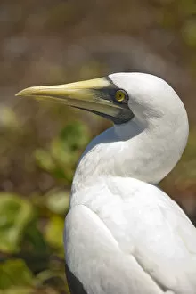 Images Dated 11th September 2012: South America, Brazil, Bahia, Abrolhos, a Masked Booby (Sula dactylatra)