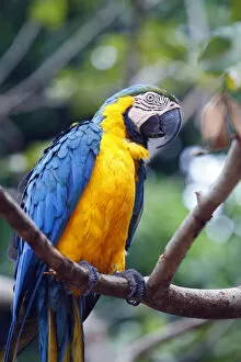 Iucn Gallery: South America, Brazil, Blue and Yellow Macaw, Ara ararauna