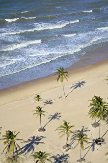 South America, Brazil, Ceara, Aerial view of palm trees on the beach near Fortaleza
