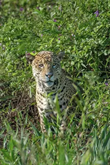 Mato Grosso Prints: South America, Brazil, Mato Grosso, Pantanal; Jaguar (panthera onca)