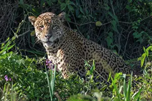Mato Grosso Prints: South America, Brazil, Mato Grosso, Pantanal; Jaguar (panthera onca)