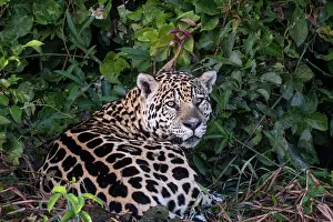 South America, Brazil, Mato Grosso, Pantanal; Jaguar (panthera onca)