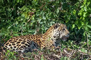 Mato Grosso Prints: South America, Brazil, Mato Grosso, Pantanal; Jaguar (panthera onca)